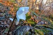 86 Elleboro in fiore